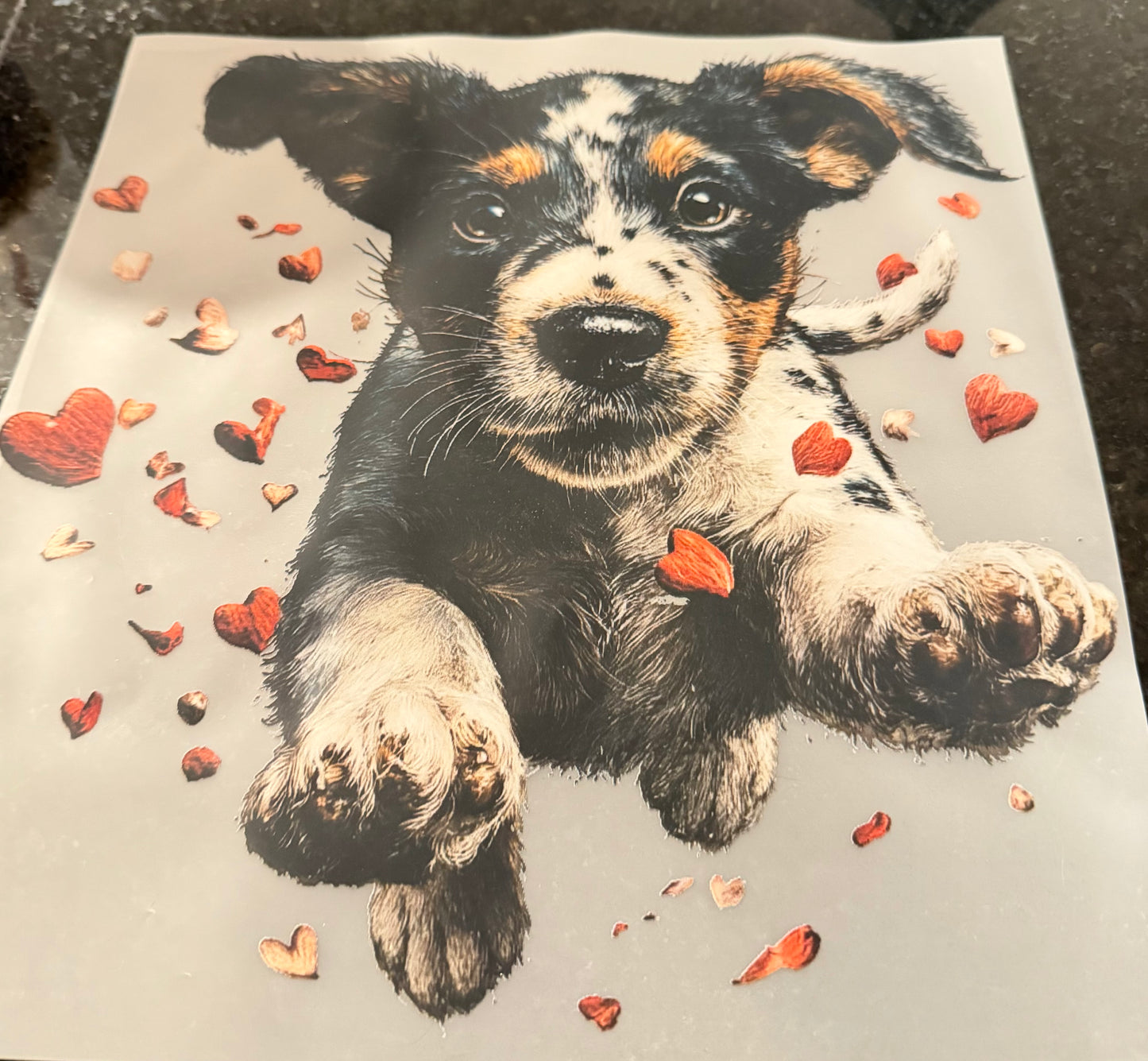 Puppy transfer