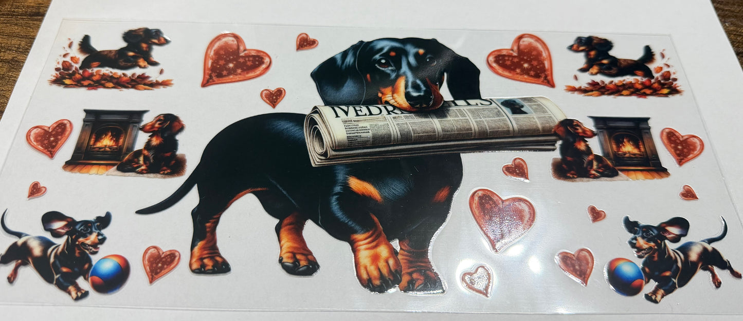 dachshund