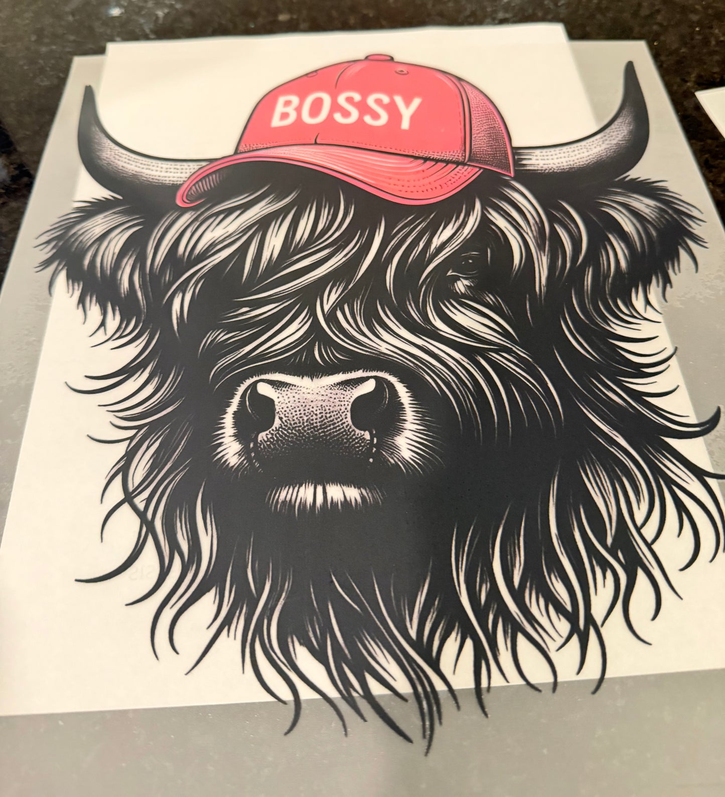 Bossy highland cow